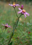 Aster amellus