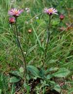 Aster amellus