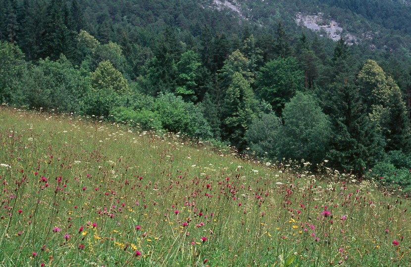 Cirsium pannonicum