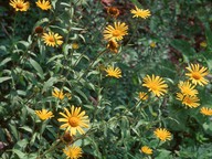 Buphthalmum salicifolium