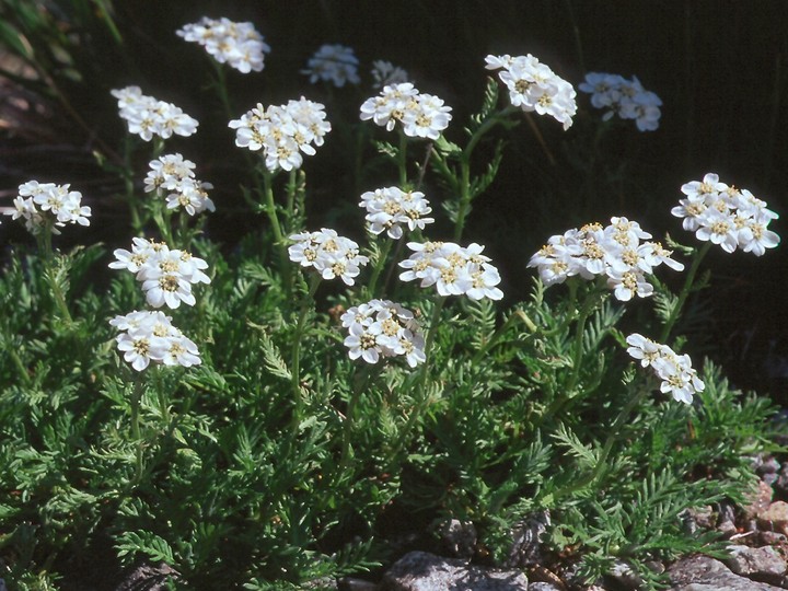 Achillea moschata