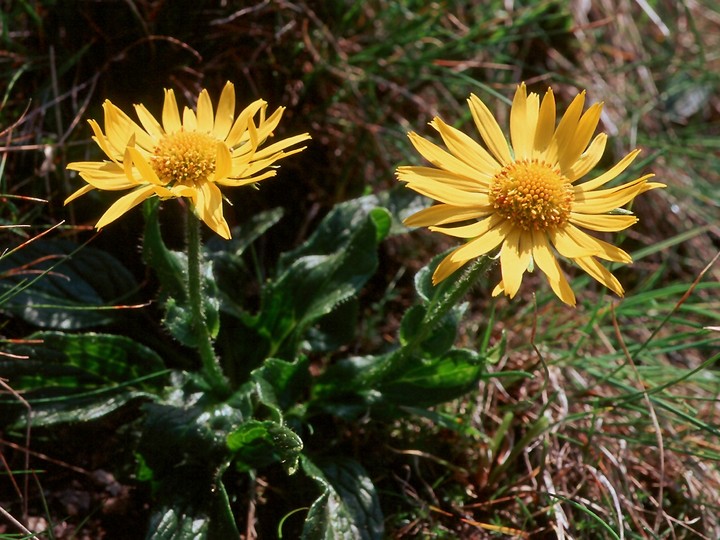 Doronicum glacialis