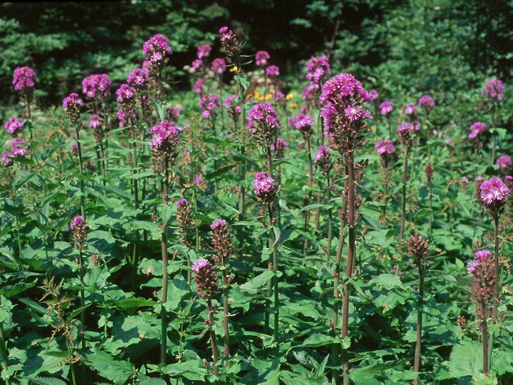 Cicerbita alpina