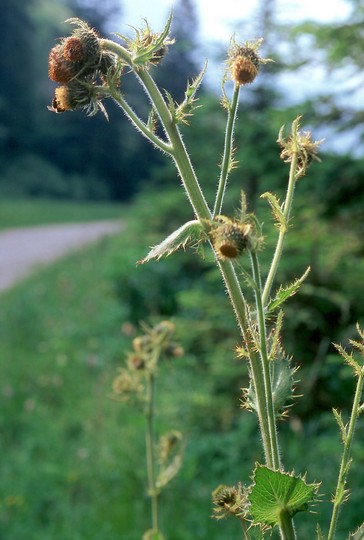 Cirsium carniolicum