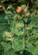 Cirsium carniolicum