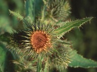 Cirsium carniolicum