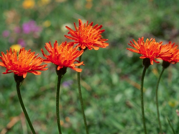 Crepis aurea