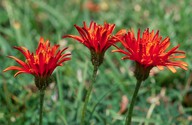 Crepis aurea