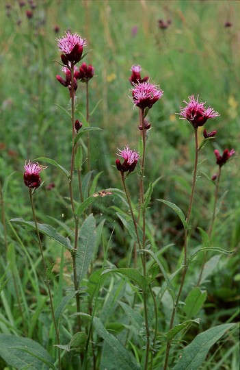 Serratula tinctoria