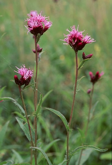 Serratula tinctoria