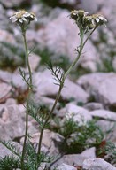 Achillea atrata