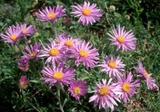 Aster alpinus