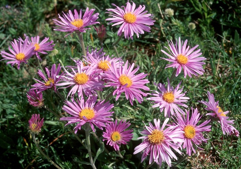 Aster alpinus