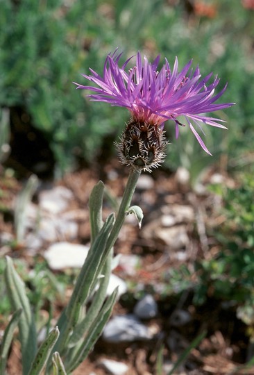 Centaurea triumfetti?