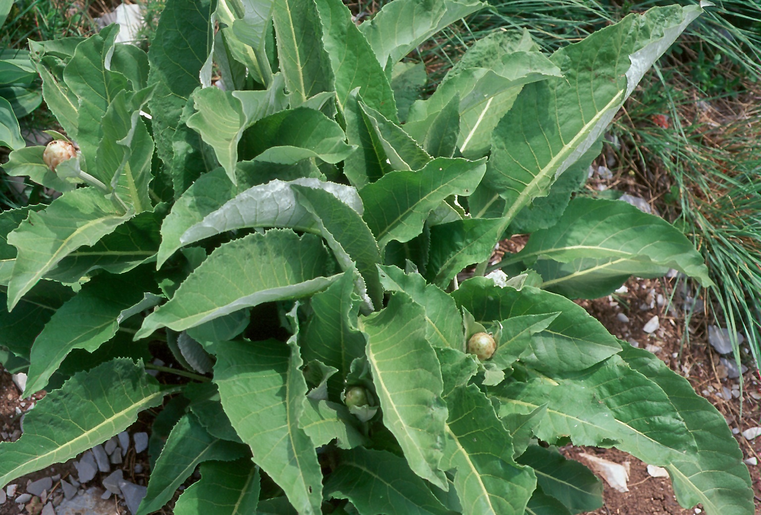 Rhaponticum helenifolium