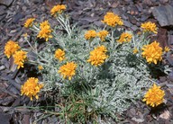 Senecio incanus