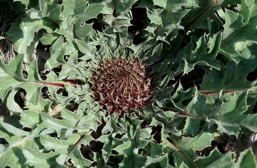 Carlina acanthifolia