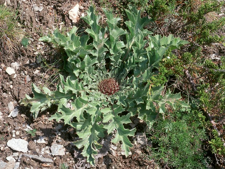 Carlina acanthifolia