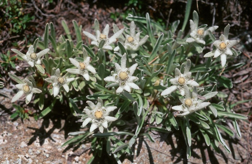 Leontopodium alpinum