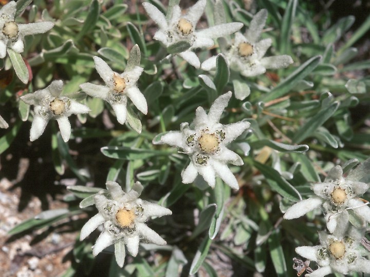 Leontopodium alpinum