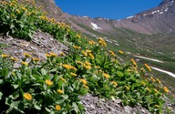 Doronicum grandiflorum