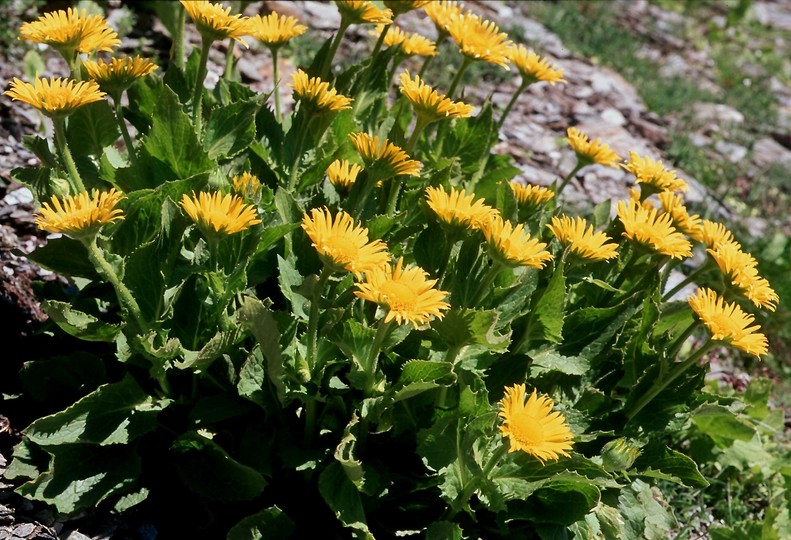 Doronicum grandiflorum