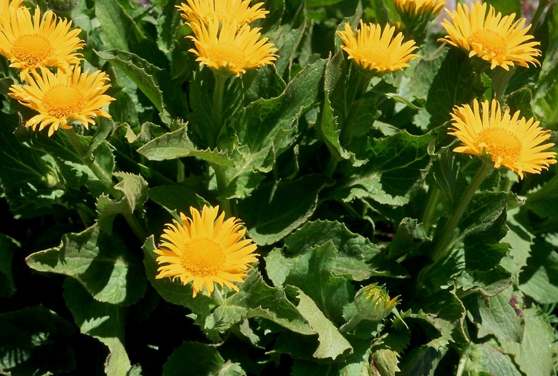 Doronicum grandiflorum