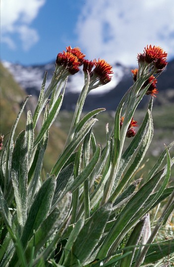 Tephroseris capitata