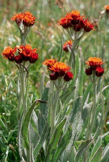 Tephroseris capitata