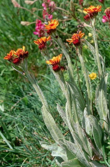 Tephroseris capitata