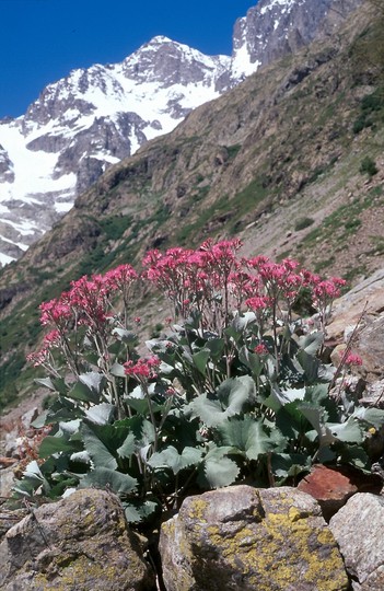 Adenostyles leucophylla