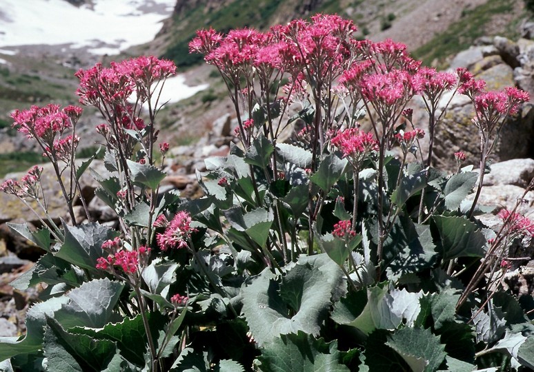 Adenostyles leucophylla