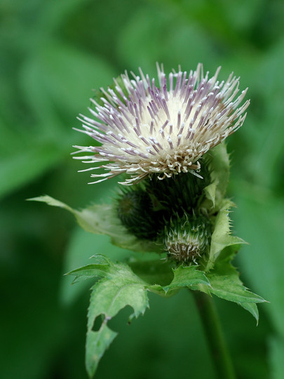 Cirsium oleraceum