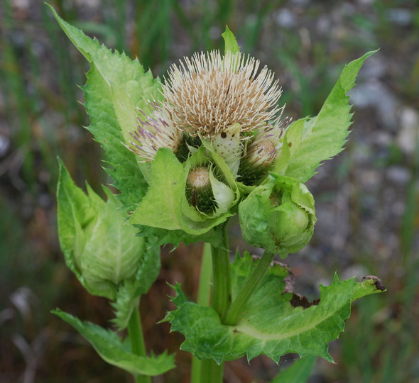 Cirsium oleraceum