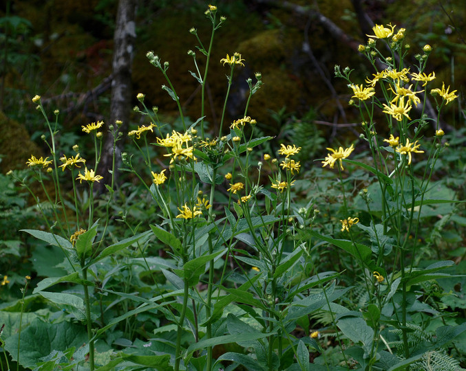 Doronicum austriacum