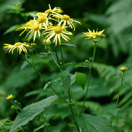 Doronicum austriacum