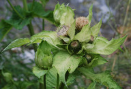 Cirsium oleraceum