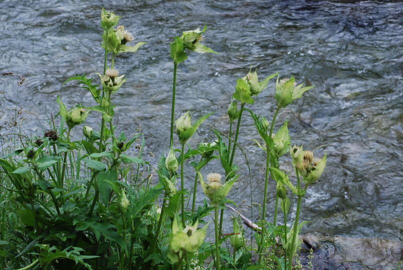 Cirsium oleraceum