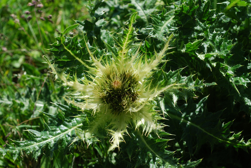 Cirsium spinosissimum