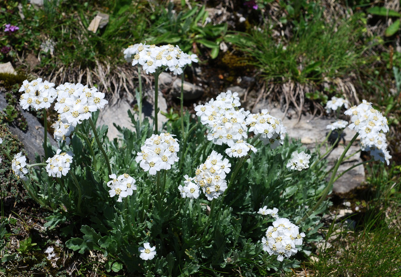 Achillea clavennae