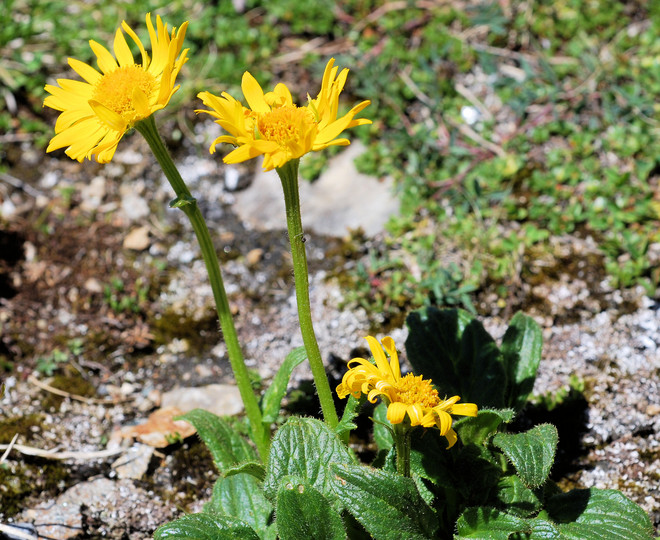 Doronicum glacialis