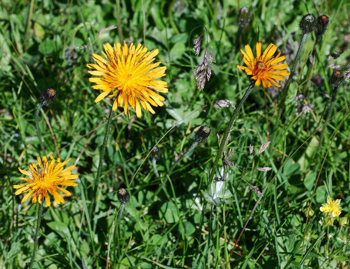 Crepis aurea