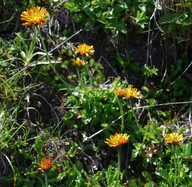 Crepis aurea