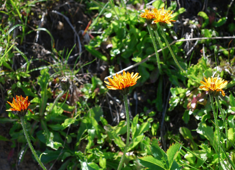 Crepis aurea