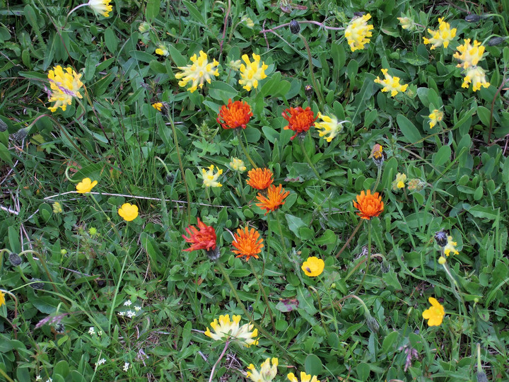 Crepis aurea