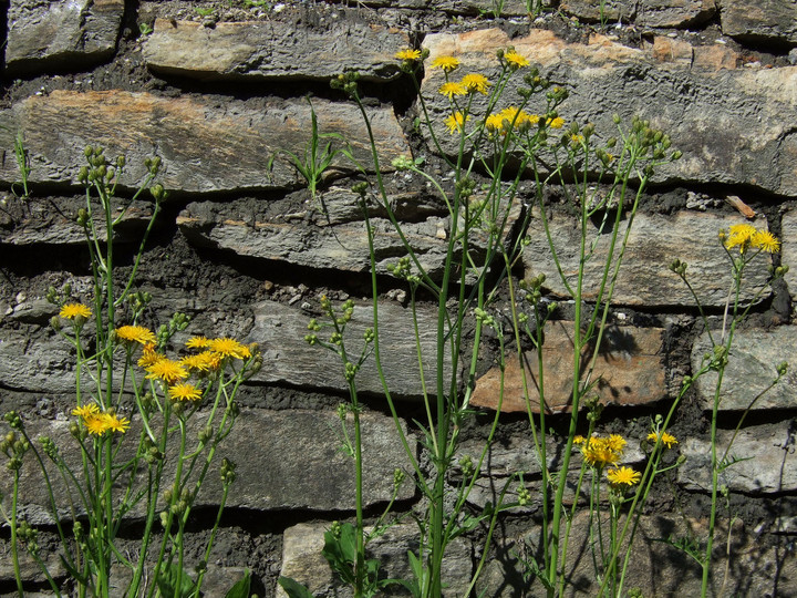 Crepis capillaris