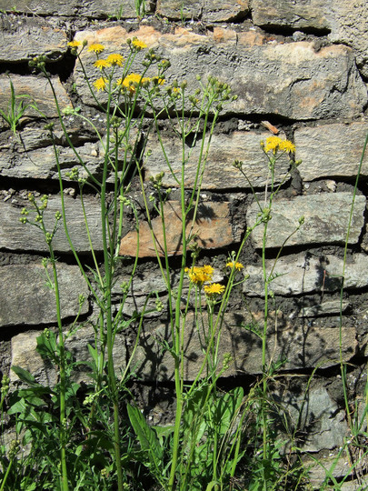 Crepis capillaris