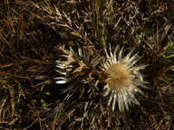 Carlina aucalis