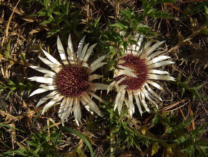 Carlina aucalis