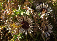 Carlina aucalis